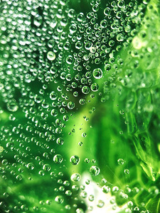 Morning Dew