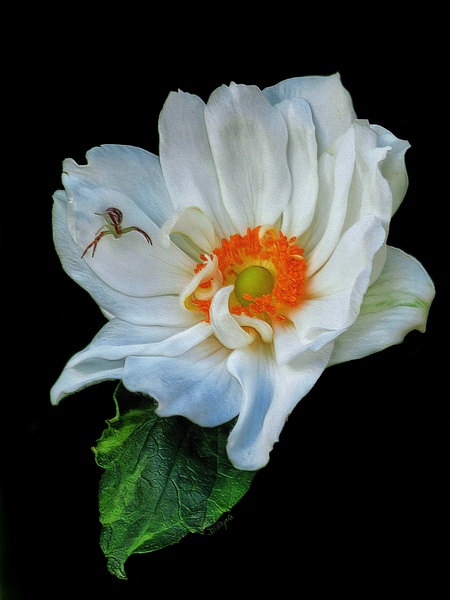 Anemone Print