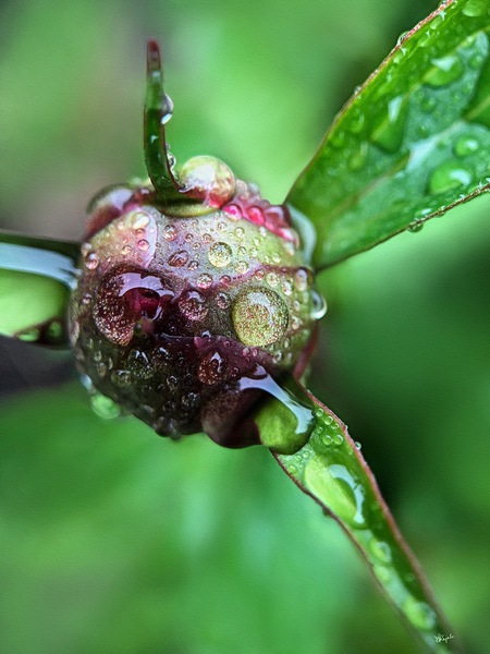 Budding Peony Print