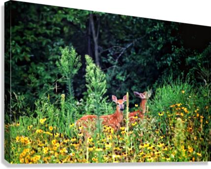 Fawna Flora Canvas Print