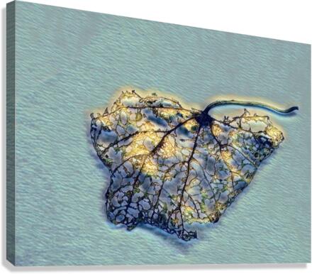 Winter Of Life Canvas Print