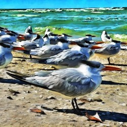 Bonita Sea Birds