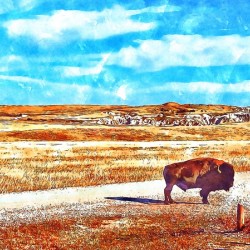 Badlands Buffalo