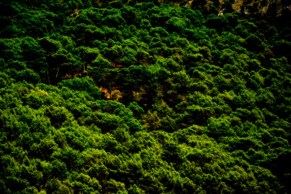 Woods. Print