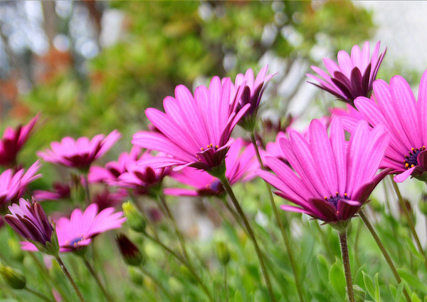 Pink Daisies. Print