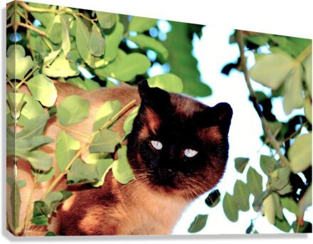 Siamese Cat. Canvas Print