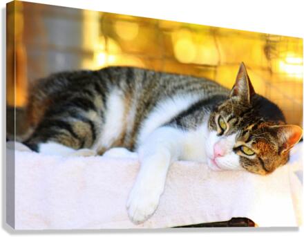 Comfy Cat. Canvas Print