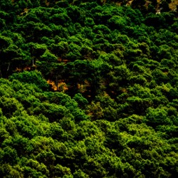 Woods.