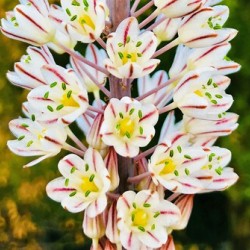 Flowers.