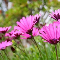 Pink Daisies.