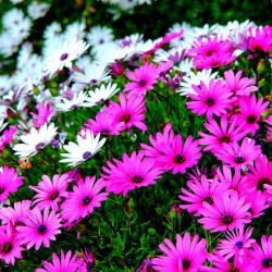 Pink and White Daisies