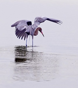 Reddish Egret