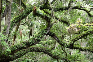 Live Oak