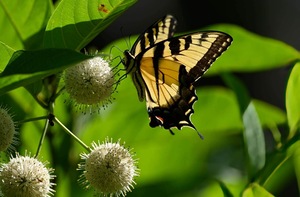 ButterflyButtonBush1