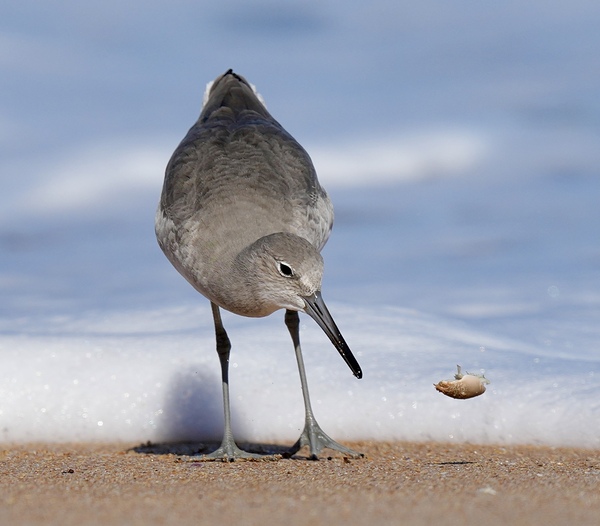 Willet and sand flea by Georgia Pavilonyte Trivett