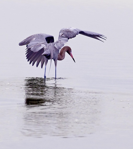 Reddish Egret Print