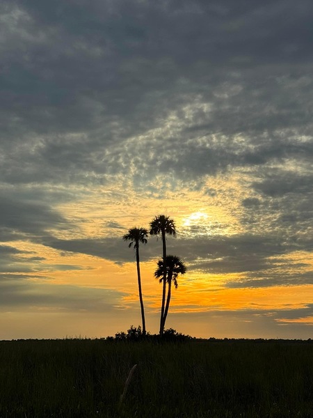 Florida Evening Print