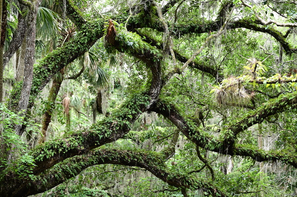 Live Oak Print