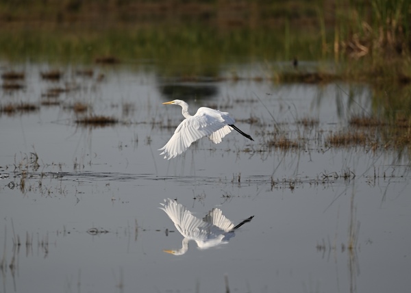 WhiteEgretWaterReflection Print