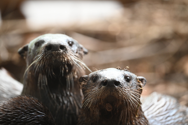 otters Print