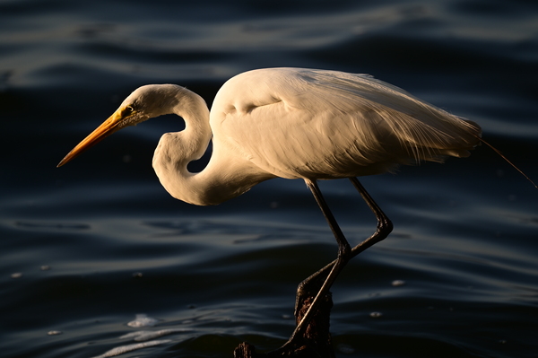 White Heron Print