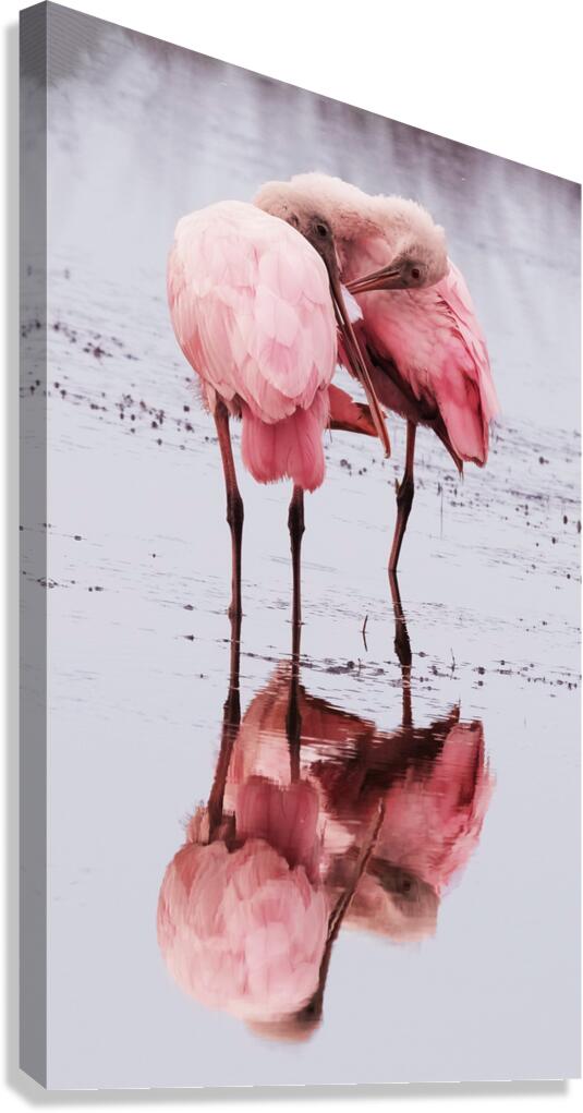 Spoonbills Canvas Print