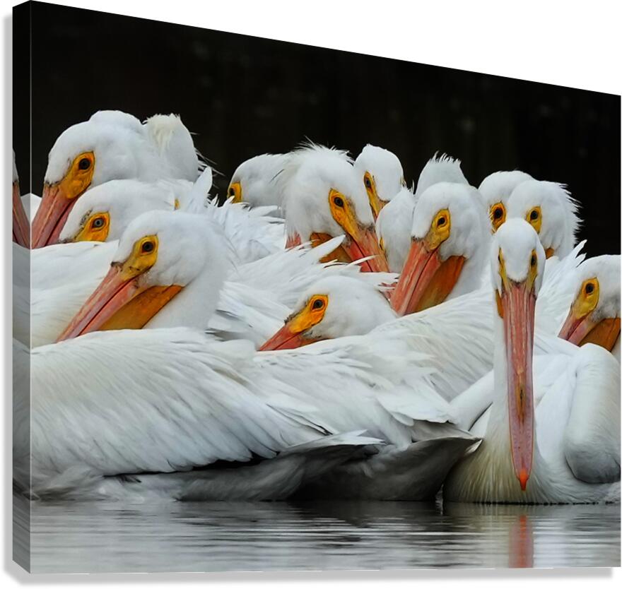pelicans closeup Canvas Print