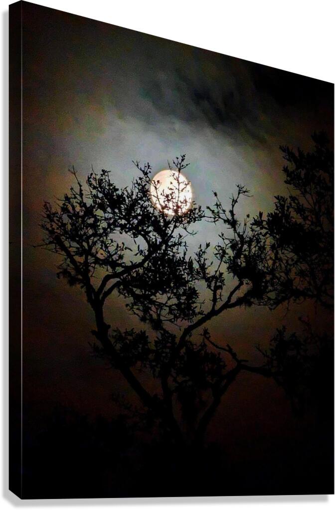 Moonrise Canvas Print