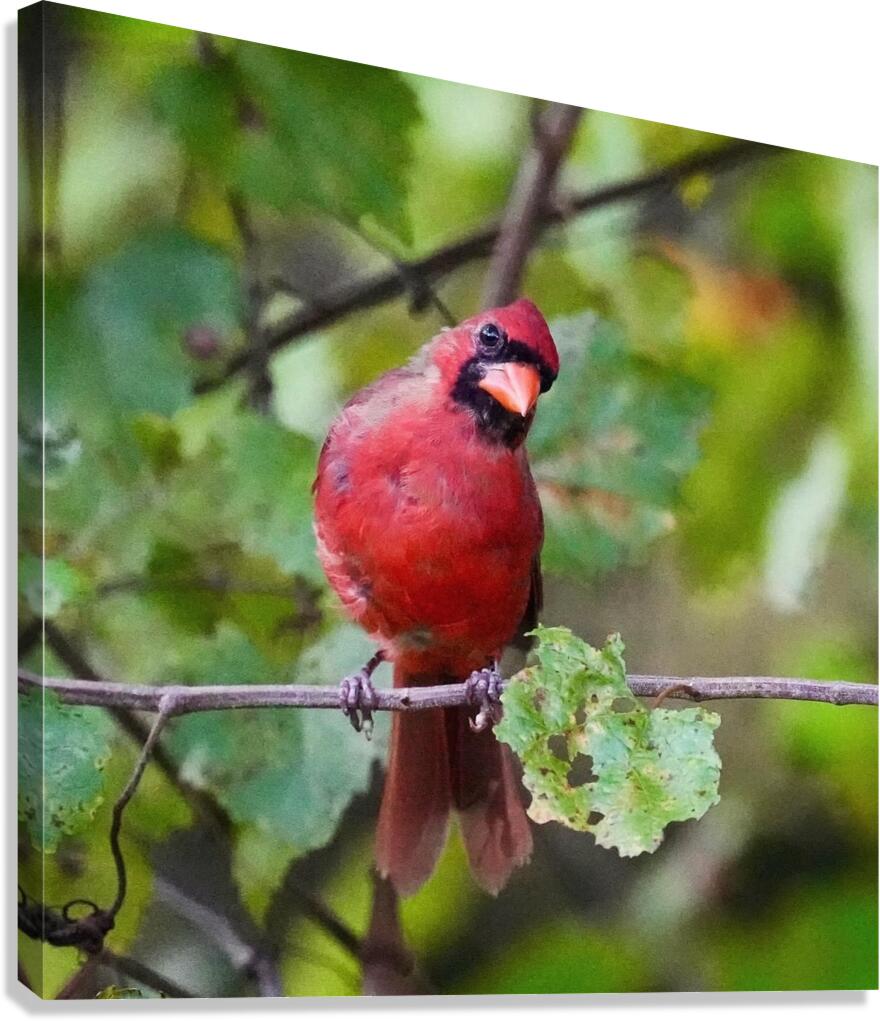 Red Cardinal Canvas Print