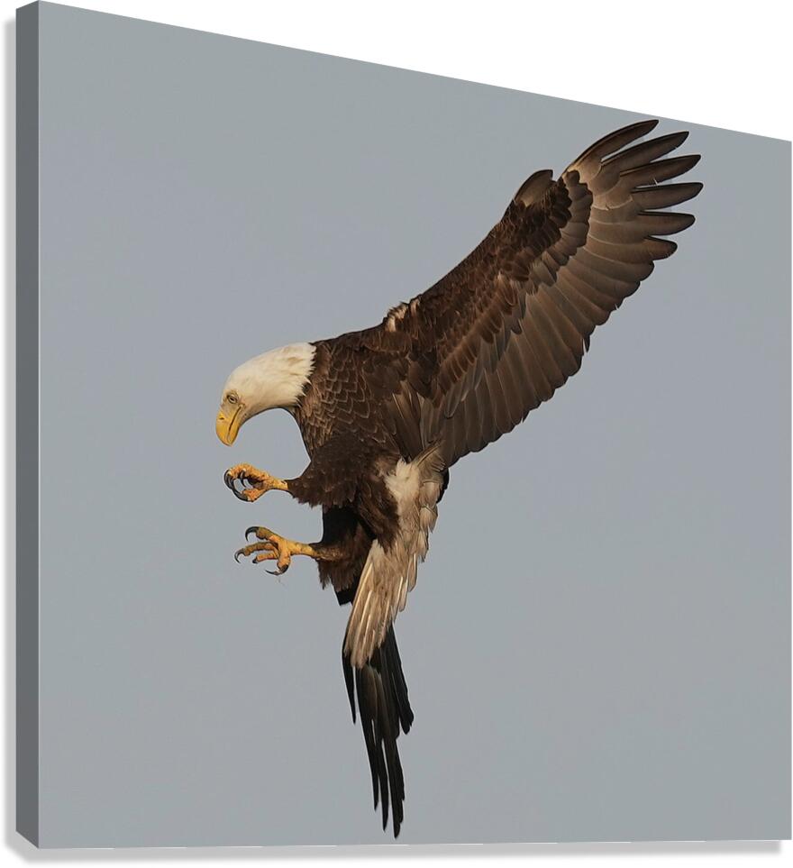 Bald Eagle  Canvas Print
