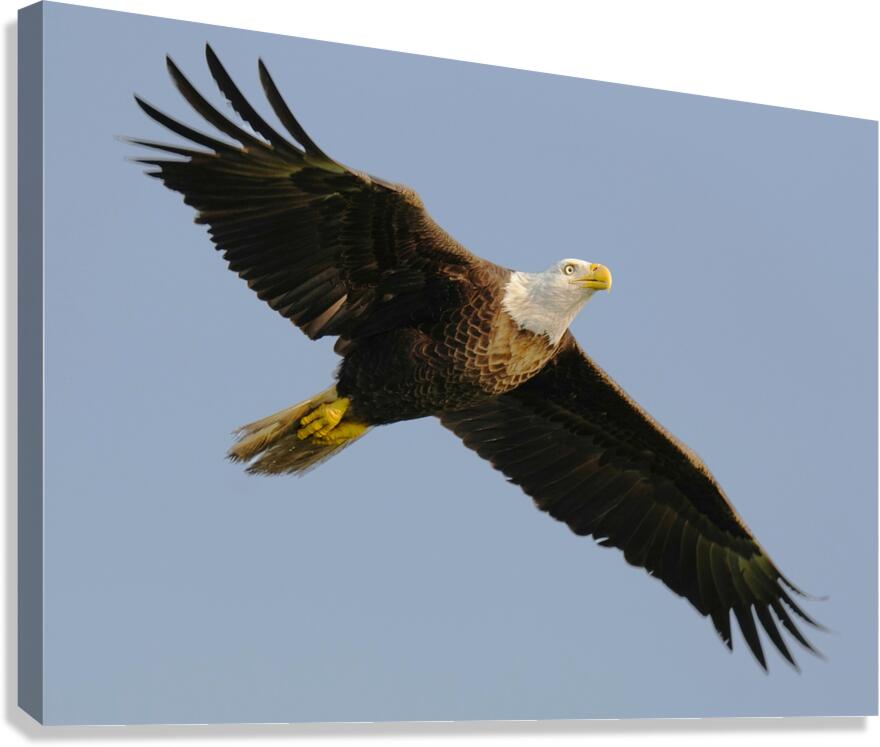 Bald Eagle Flight Canvas Print