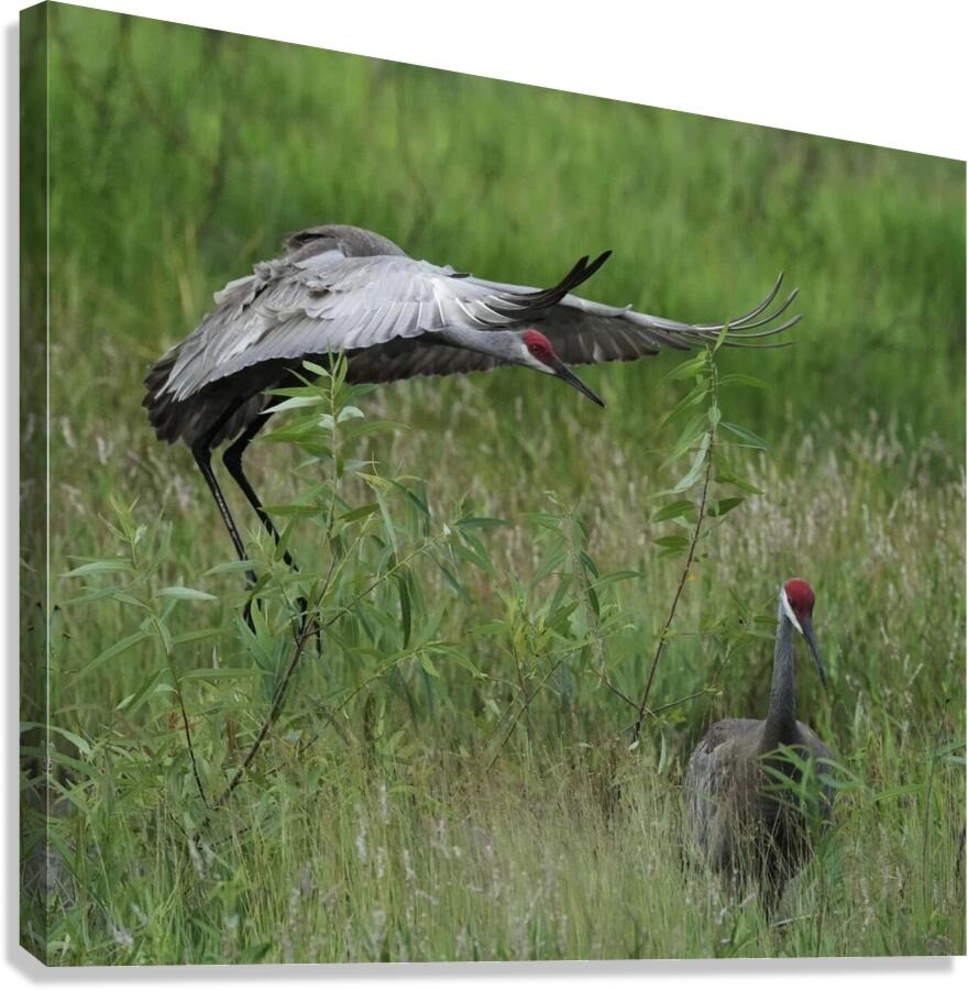 A Couple Canvas Print
