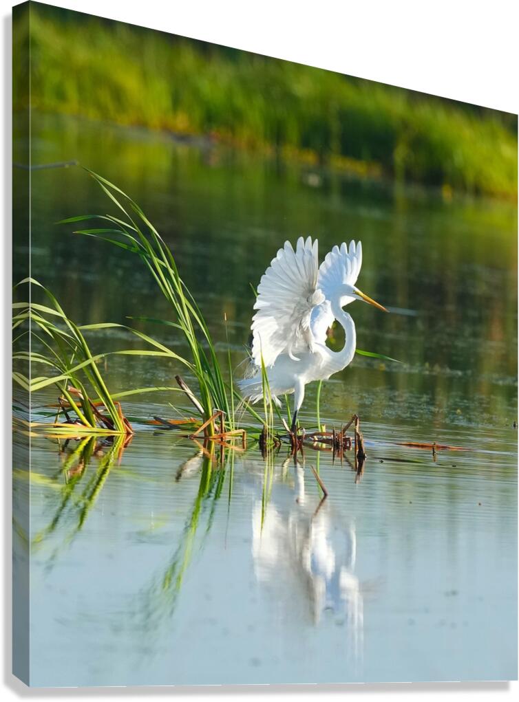 whiteheron Canvas Print