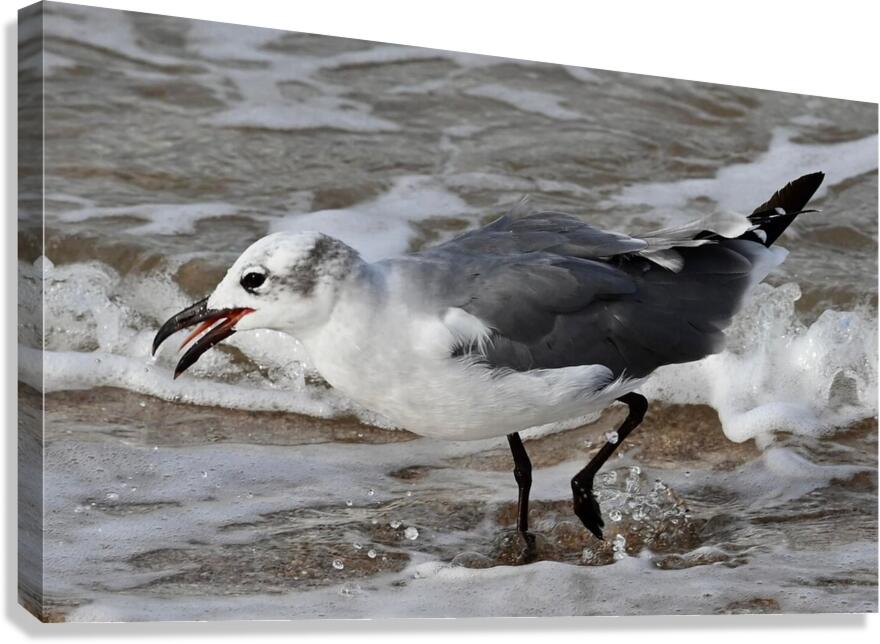 Seagull Canvas Print