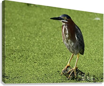 greenheronstanding Canvas Print