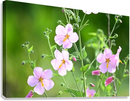 flowers425 Canvas Print