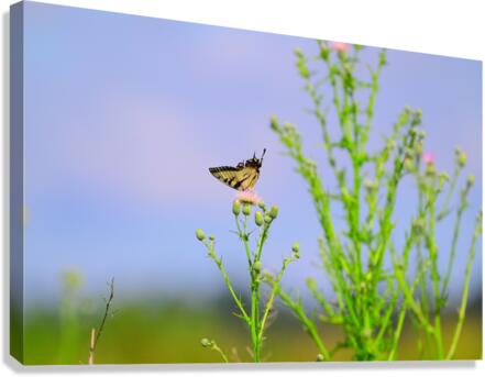 butf2 Canvas Print