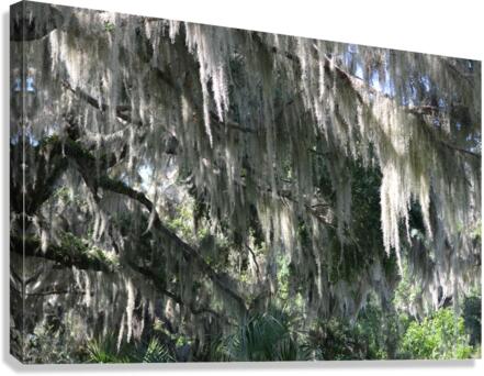 DSC 0661 Canvas Print