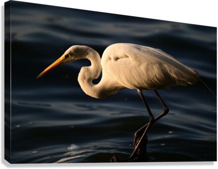 White Heron Canvas Print