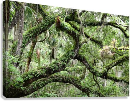 Live Oak Canvas Print