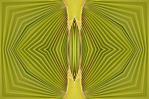 Double Palm Vision