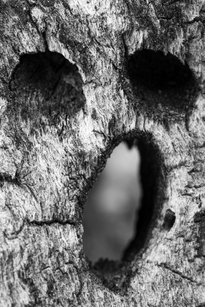 Cholla Scream Print