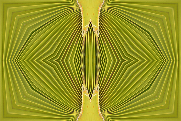 Double Palm Vision Print