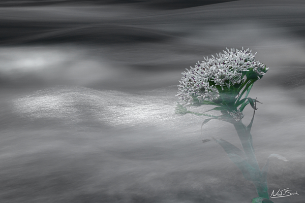 Flowing Flower Print