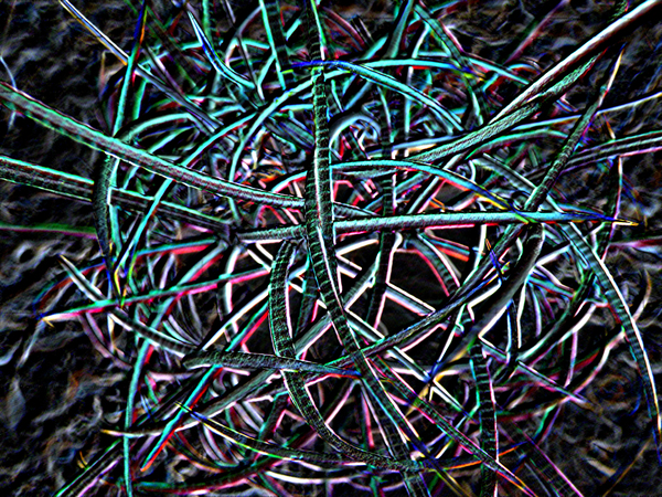 Cactus Confusion Print
