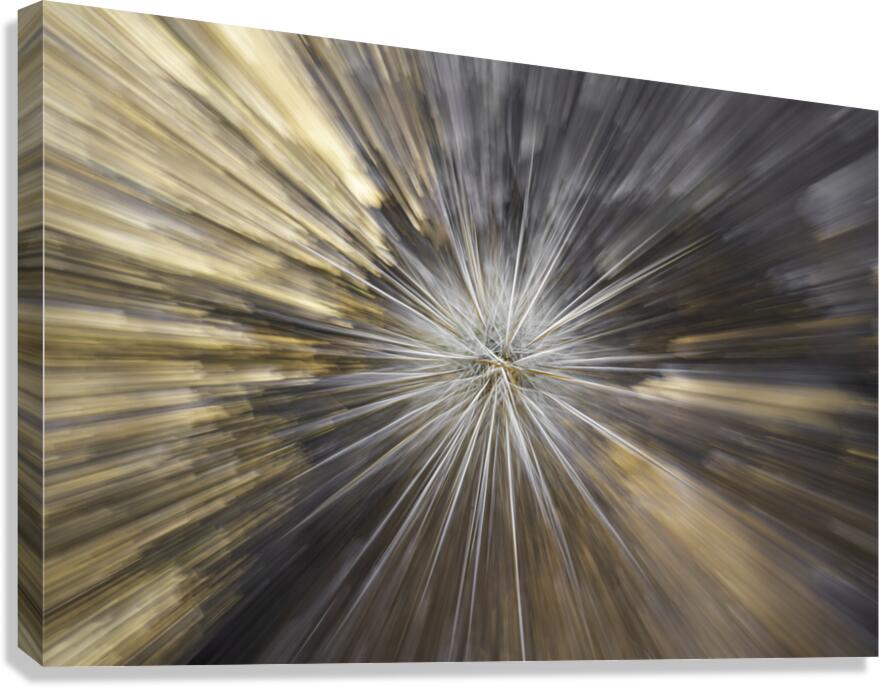 Cactus Supernova Canvas Print
