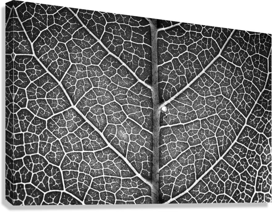 Trees Within Trees Canvas Print
