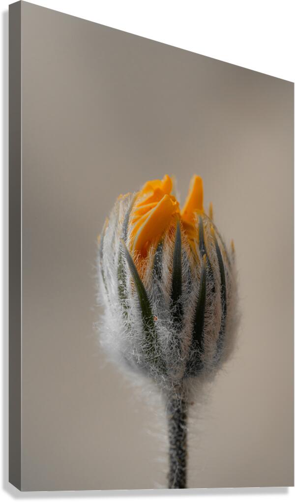 Fresh Bud Canvas Print