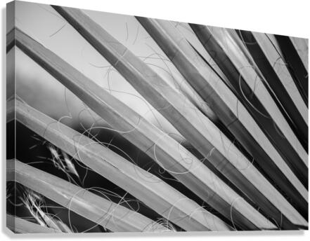 Dramatic Palm Canvas Print