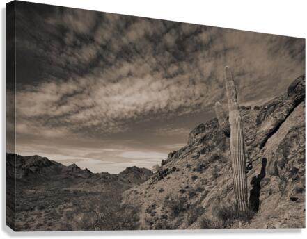 Saguaro Clouds Canvas Print